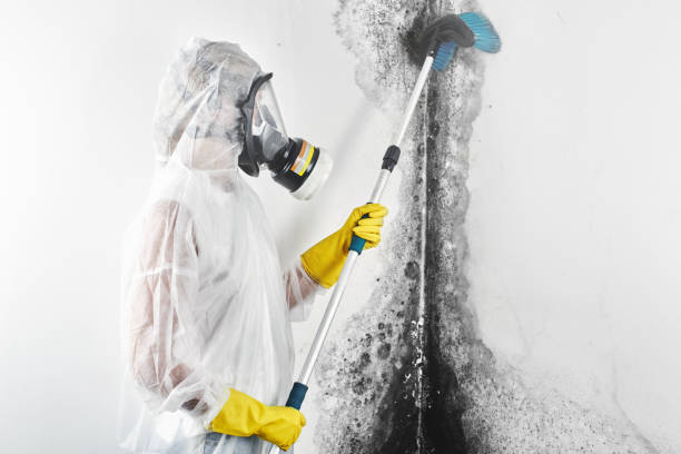 Best Real Estate Mold Inspection  in Marion, KY